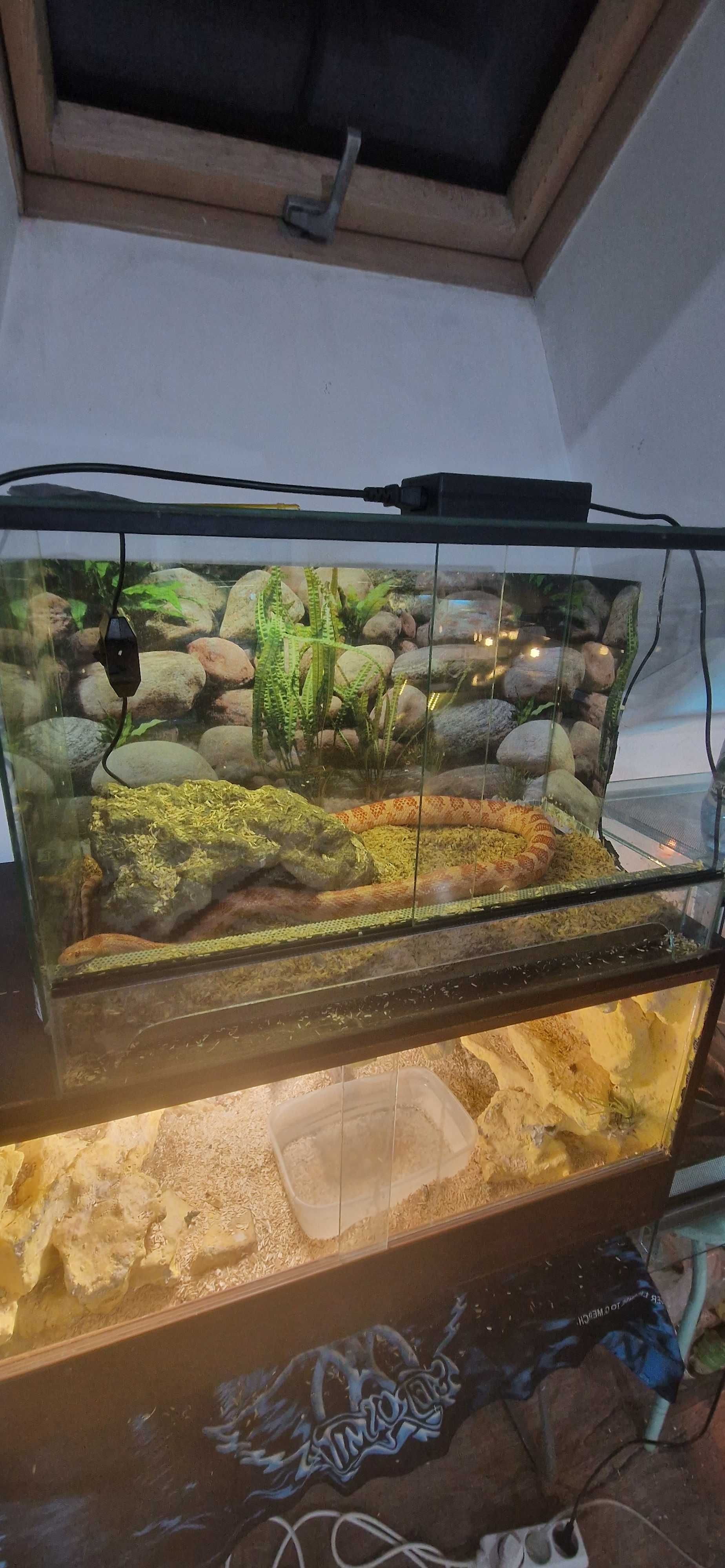 Terrarium szklane