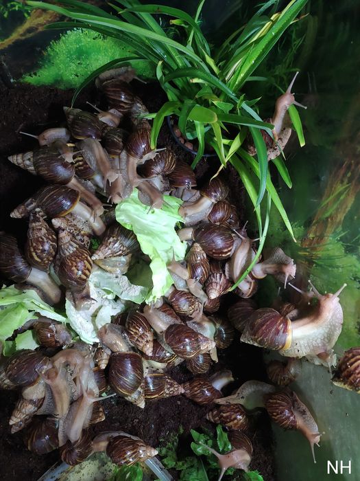 Ахатина гігантська. Равлики.