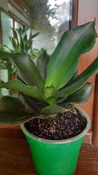 Сансевієрія стар роуз, хани Green mould variegated .