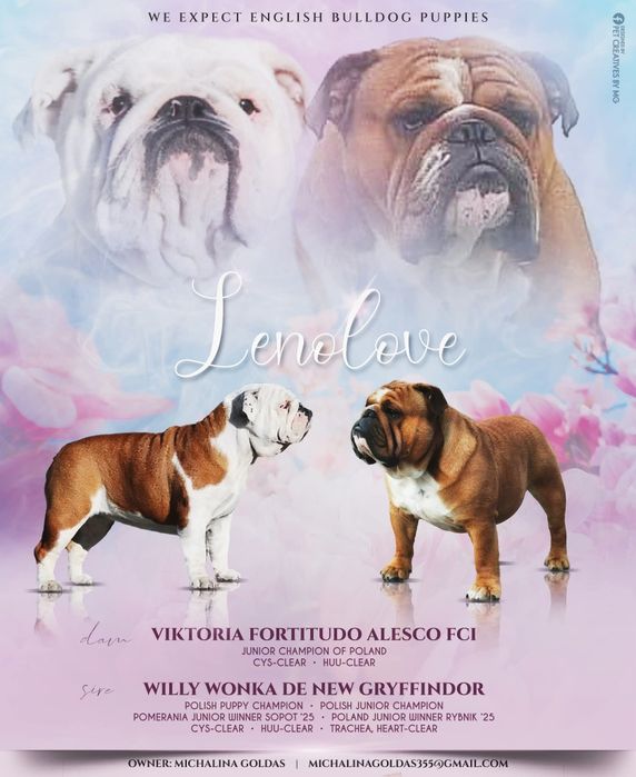 Buldog angielski chłopak FCI