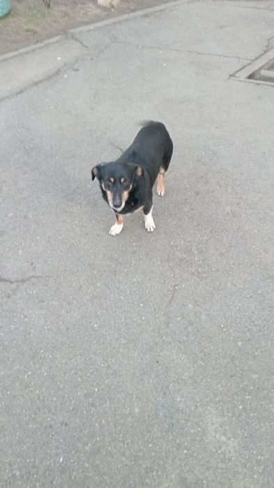 Сабака атдам бистлатна