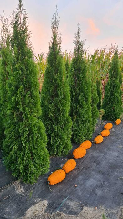 Sprzedam Thuje Szmaragd