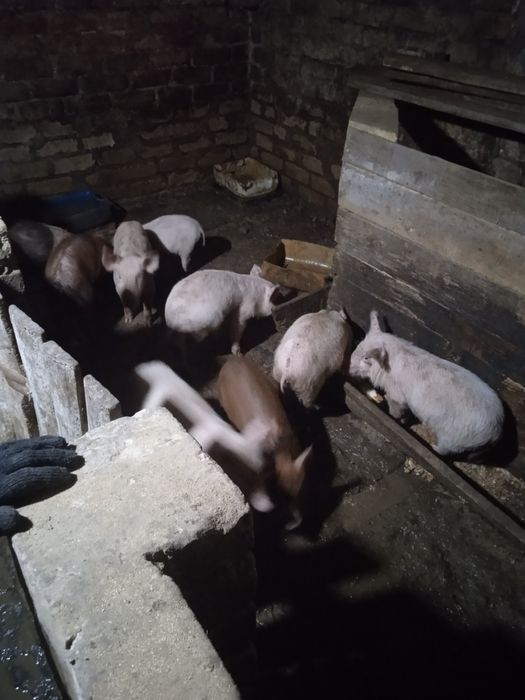 Поросята мясна сальна порода