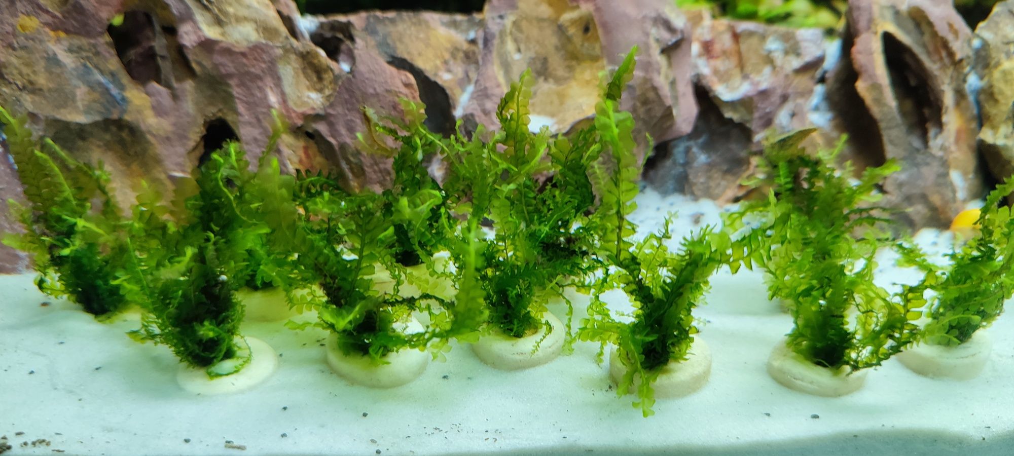 Cameroon Moss, mech do akwarium