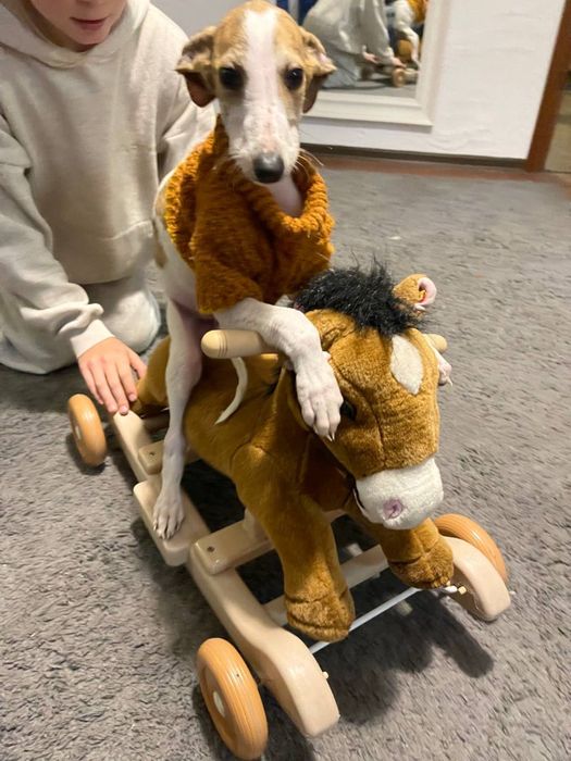 Цуценя породи грейхаунд