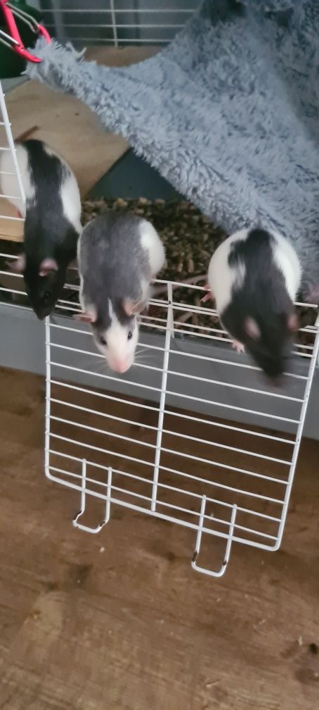 Szczurki do adopcji