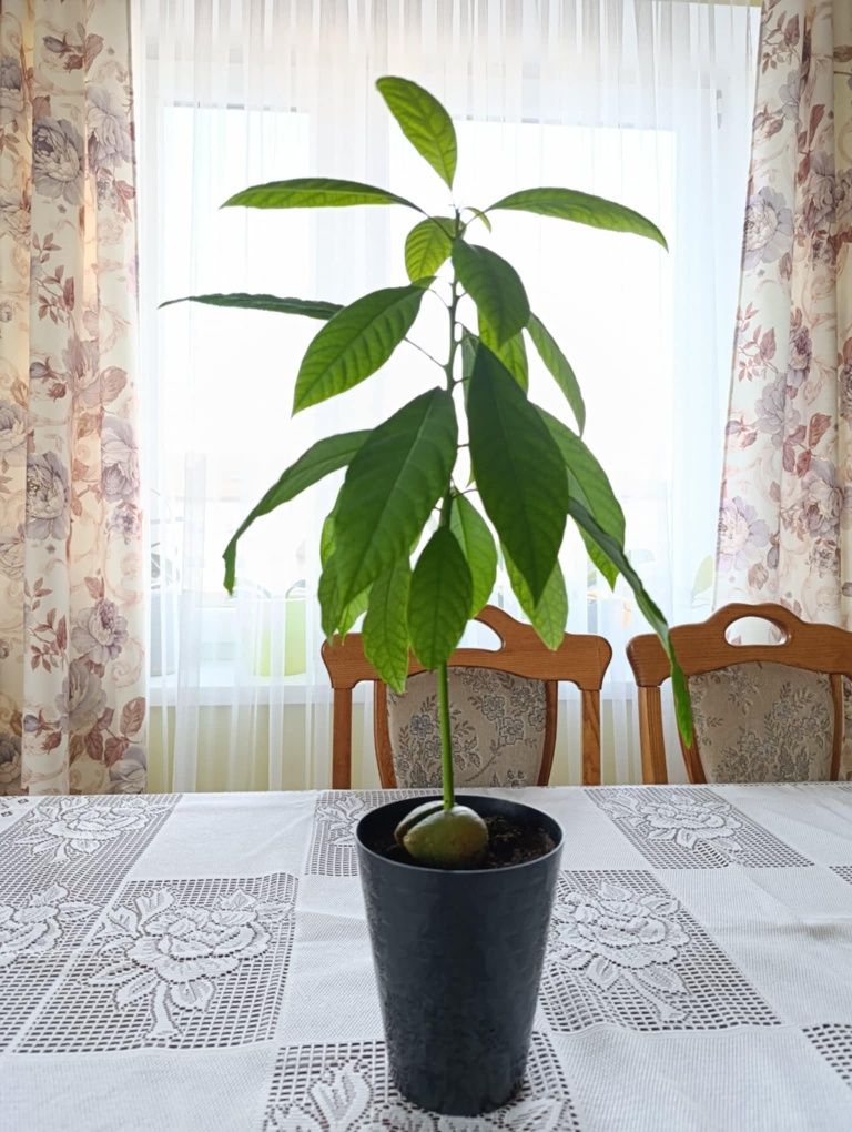 Sadzonka awokado