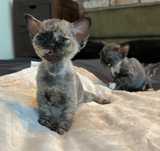 Dziewczynka wystawowa przepiekna Devon Rex