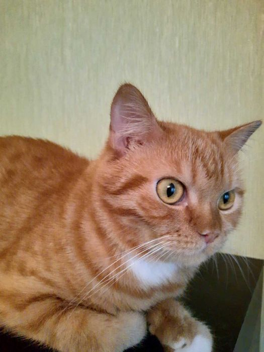 Руденький хлопчик чекає на суперродину