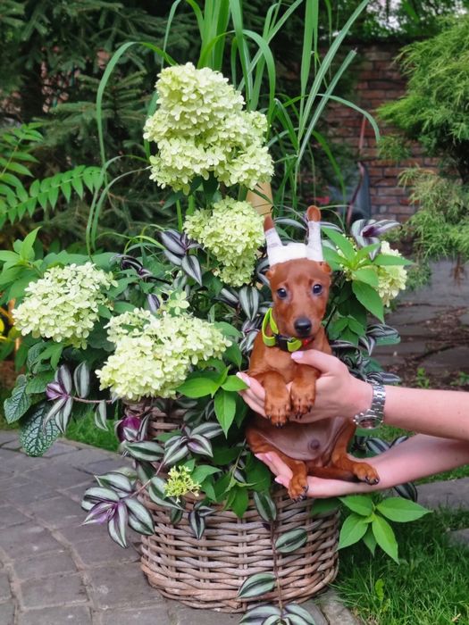 Цвергпінчер гарні хлопчики