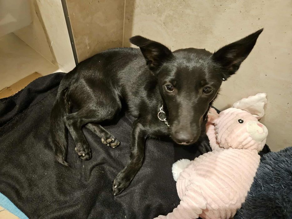 Oddam przemiła suczke