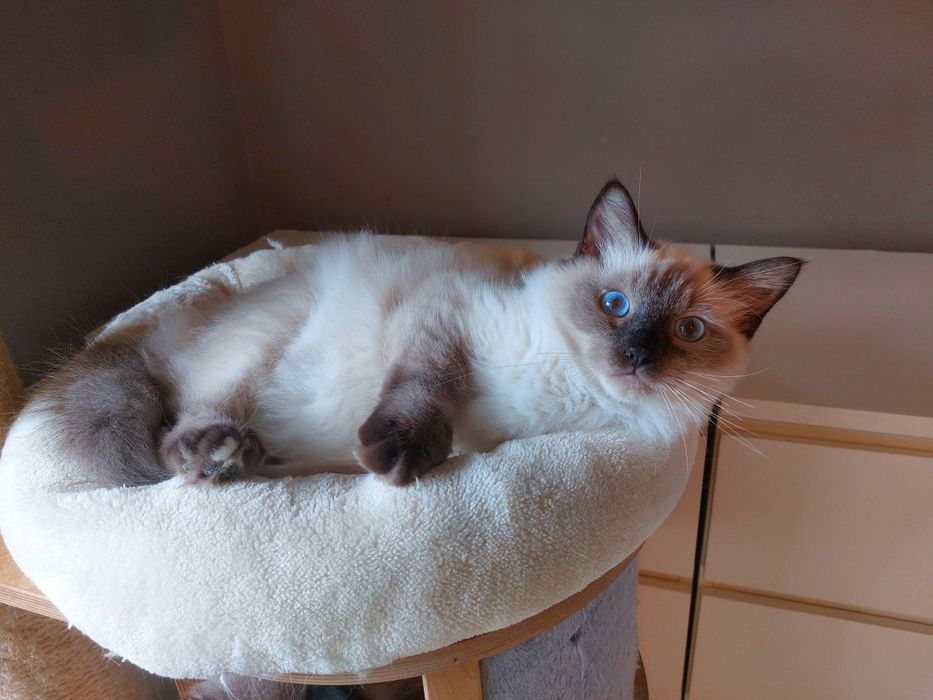 Zorro kocurek Ragdoll FPL /FIFE