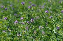 Sprzedam 5ha lucerny