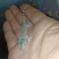 Геккон Токи (Gekko gecko)