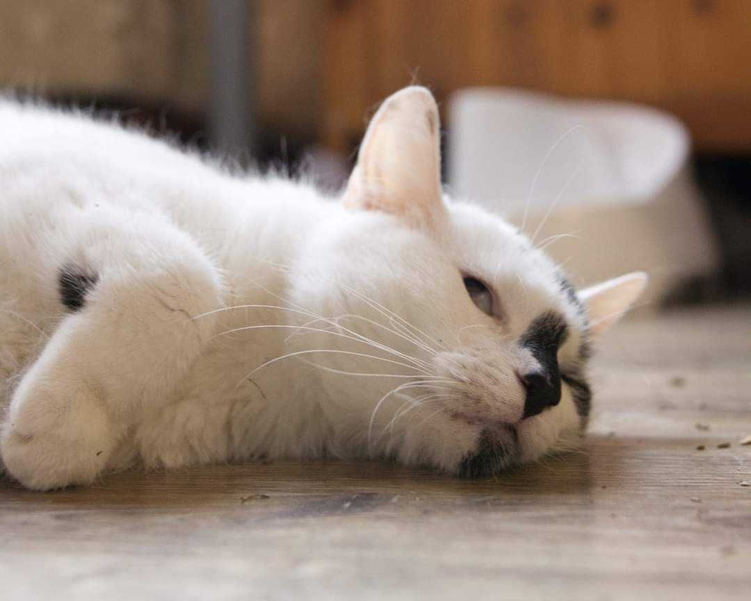 Niewidoma Sabi szuka domu biało czarna kotka do adopcji adopcja kot