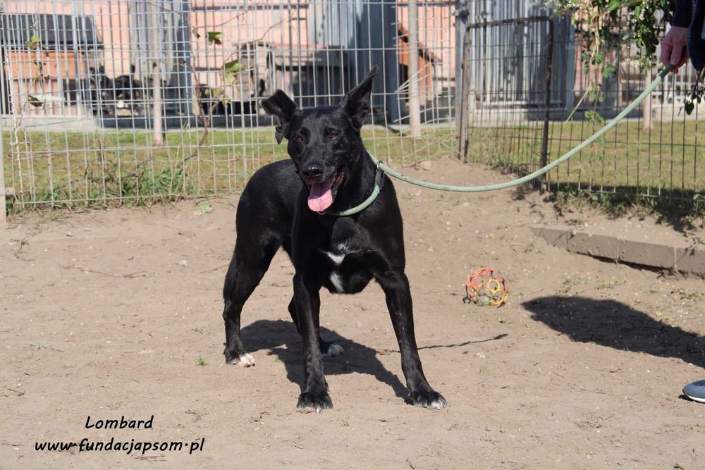 Lombard - czarny, sympatyczny pies