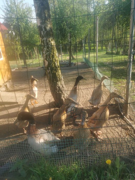 Biegusy kaczki i kaczory