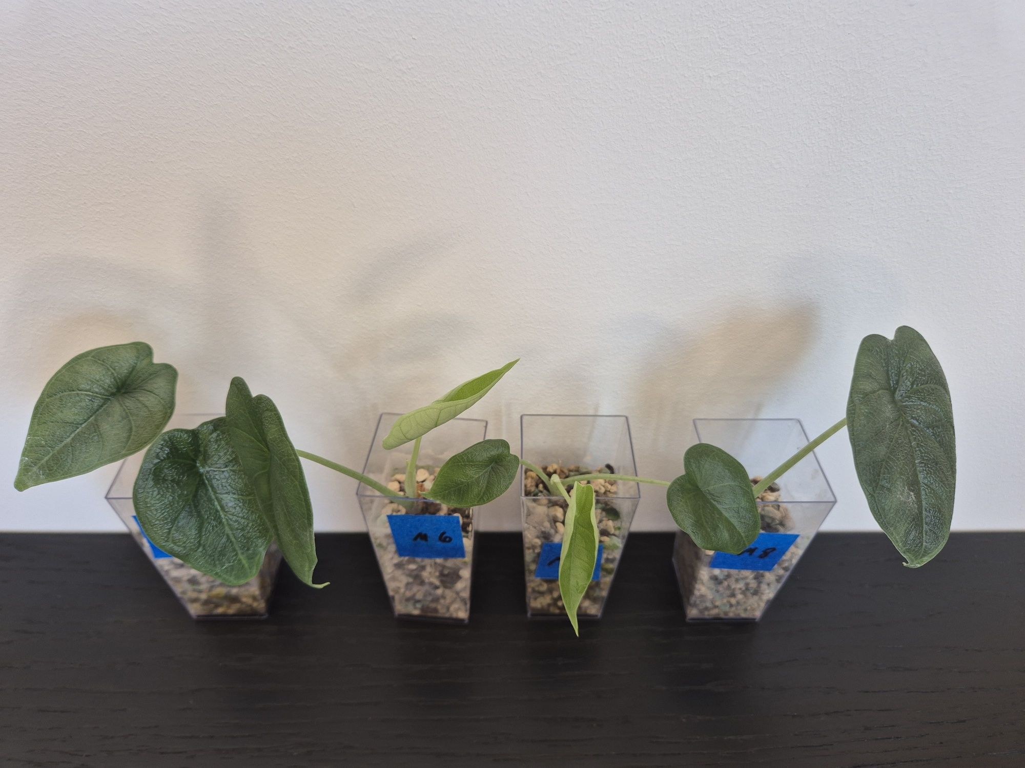 Alokazja Melo Alocasia Melo