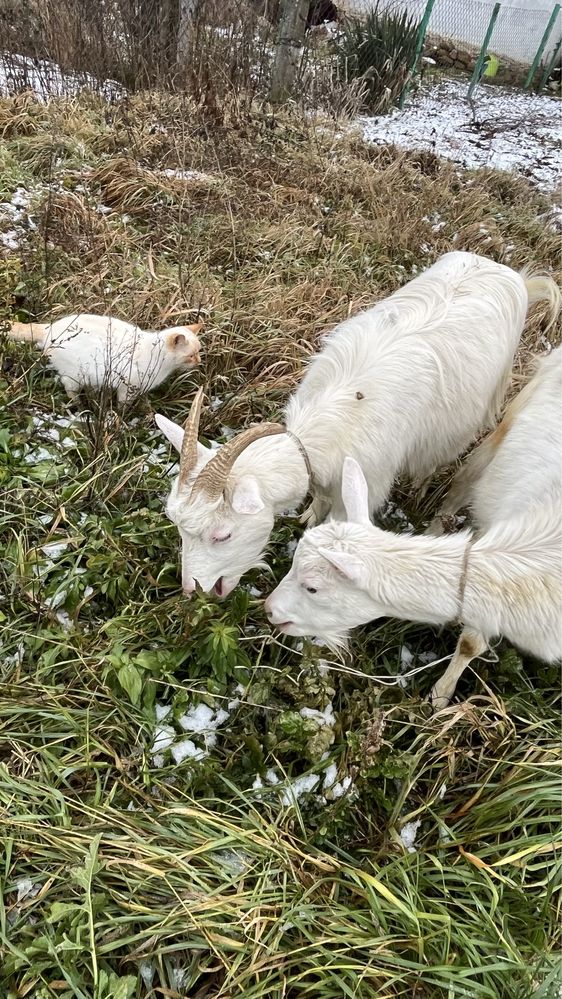 Продам кітних кіз