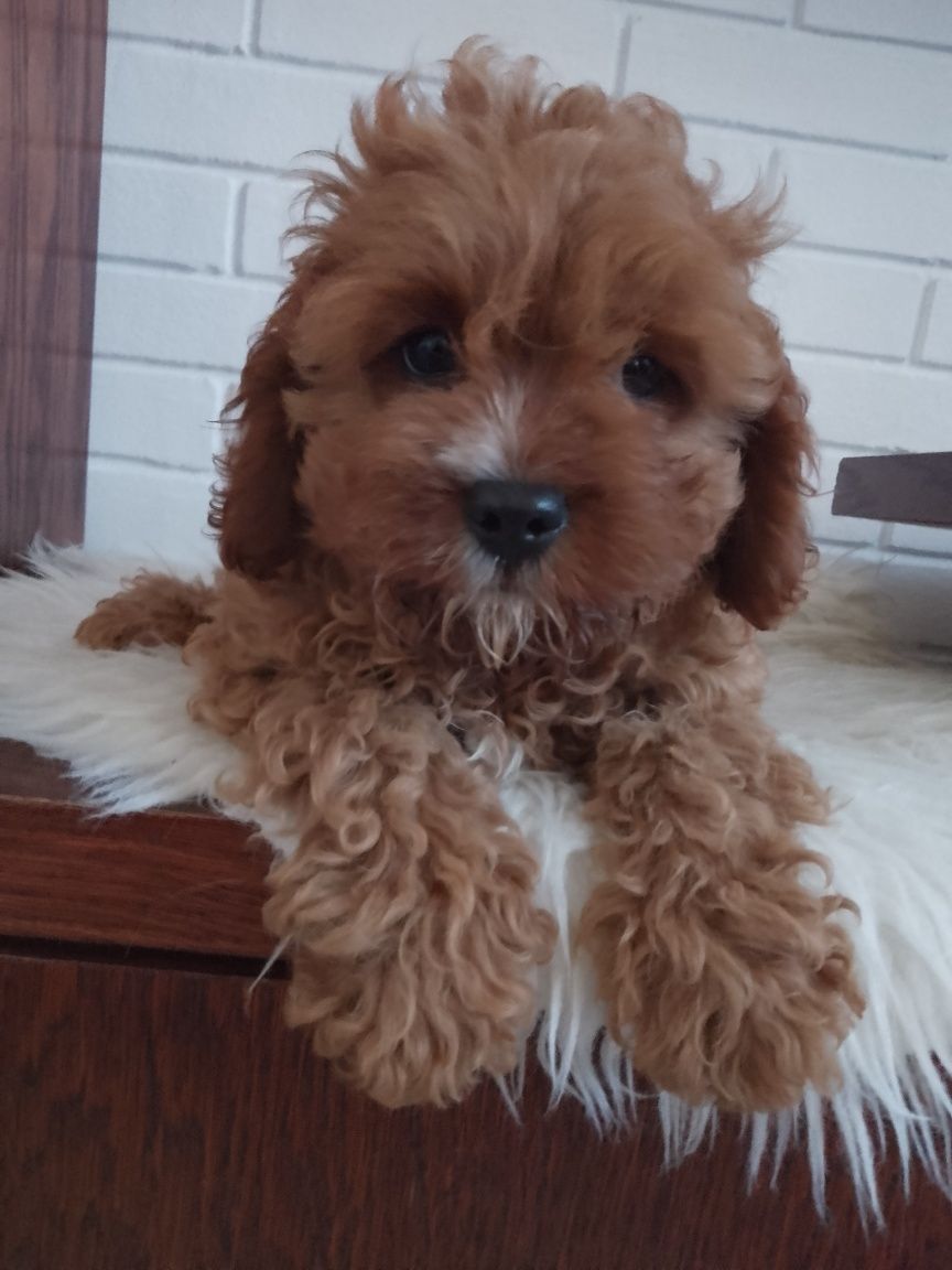 Cavapoo F1 piesek
