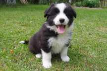 Border Collie - FCI/ZKwP piesek po Championach