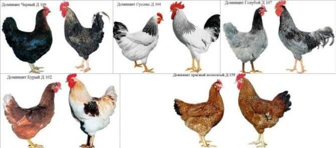 мікс домінантів Україна