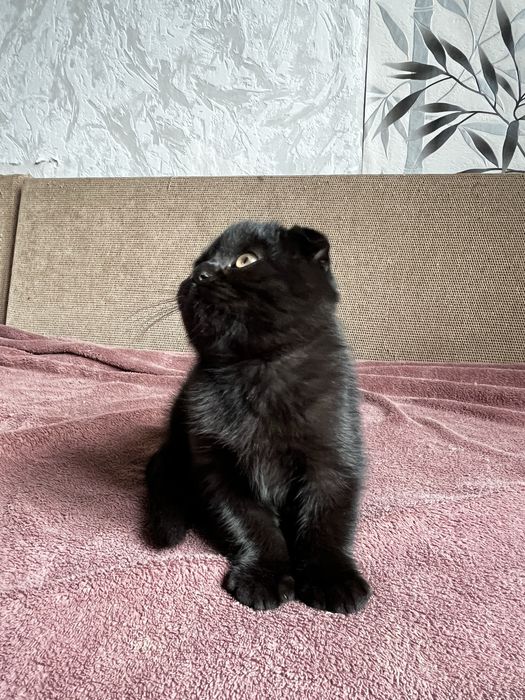 Шотландский вислоухий котенок (мальчик)