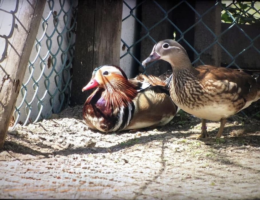 Varios patos Exoticos
