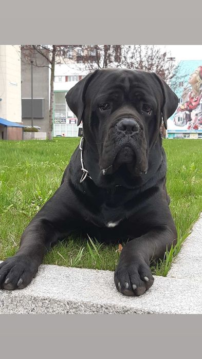 Щенки кане корсо