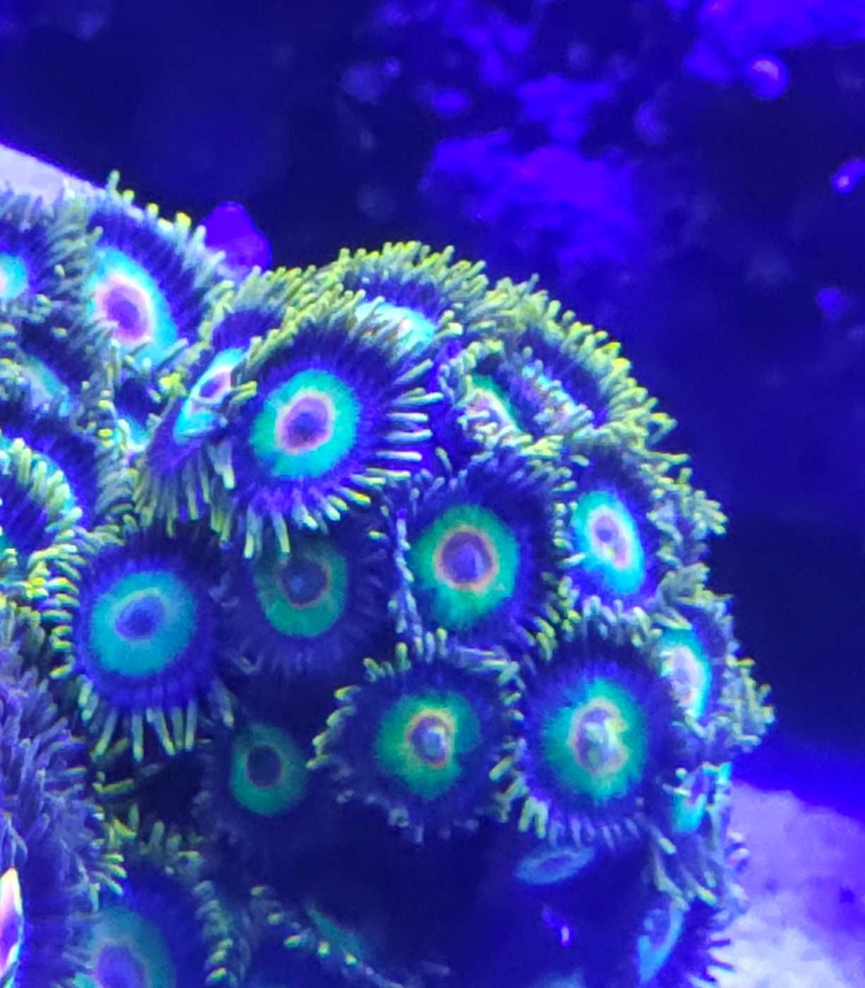 Zoanthus Rasta Zoa