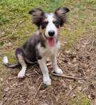 Border Collie suczka czarno biała tricolor