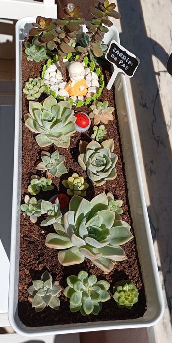 Jardins de suculentas