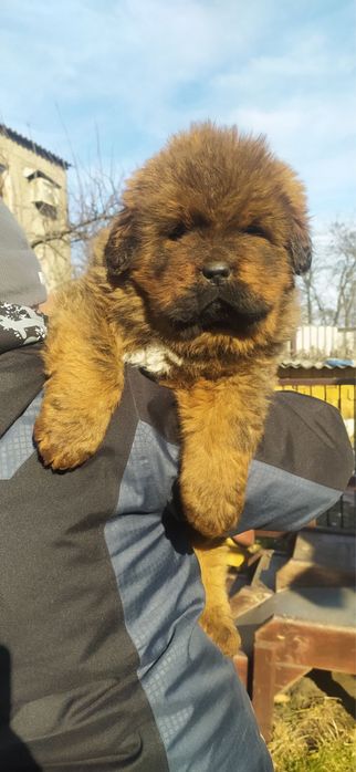 Тибетський мастиф