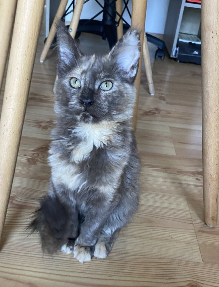 Maine coon kotka czarny szylkret trikolor