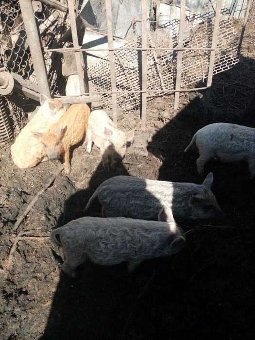 Поросята породи Мангалиця, є забій вагою 60-120 кг тушка, по100 гривен