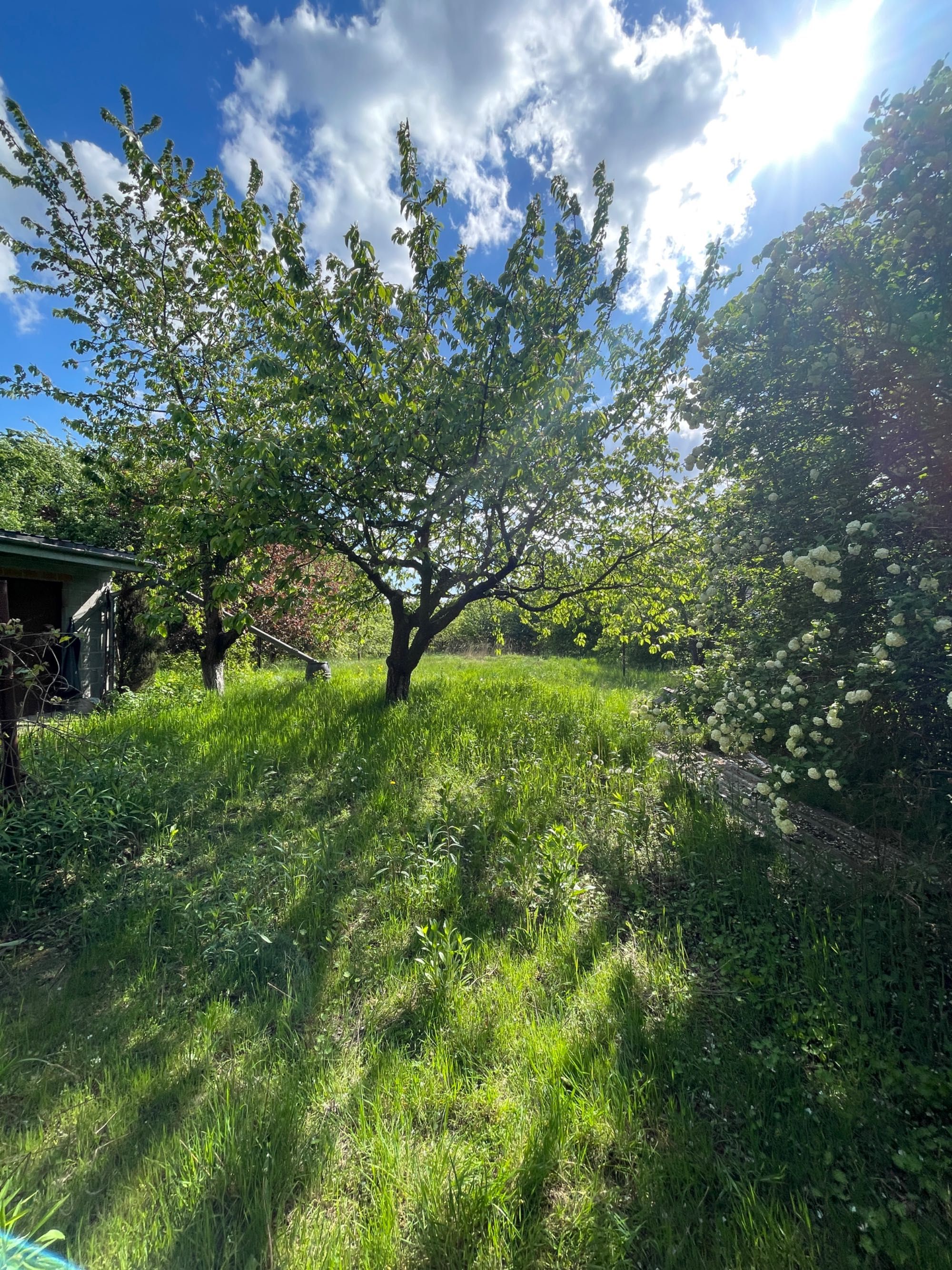 Na sprzedaż działka 1179 m² z zabudowaniami i drzewami owocowymi