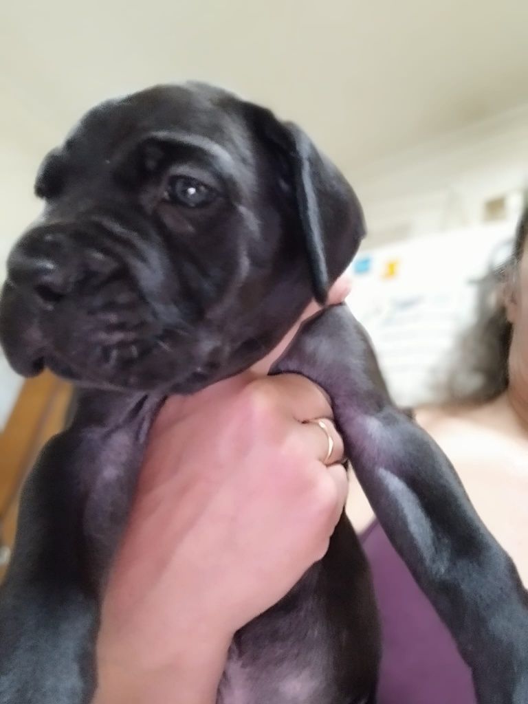 Cane Corso Italiano