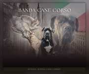 Cane Corso Zapowiedź miotu