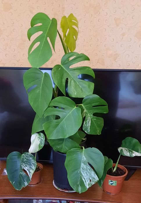 Філодендрон,монстера,драцена,заміокулькас