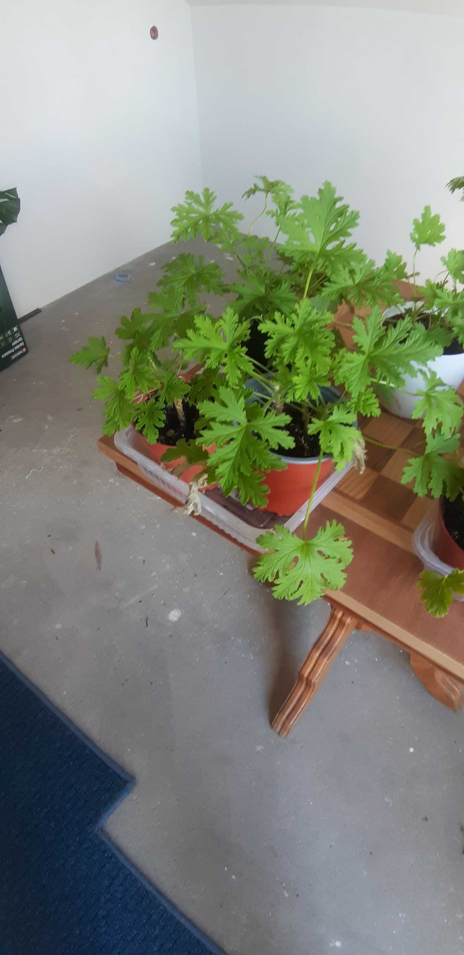 Geranium anginka cytrynka