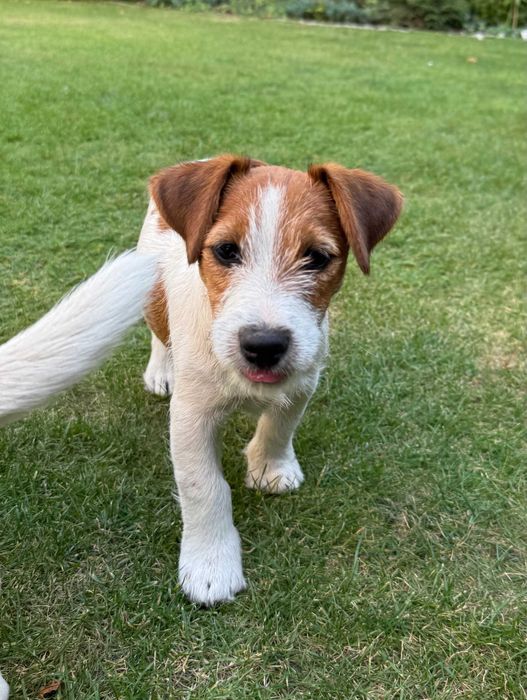 Jack Russell Terrier # SMARTIE JACKS # broken-haired MALE Jack Russell