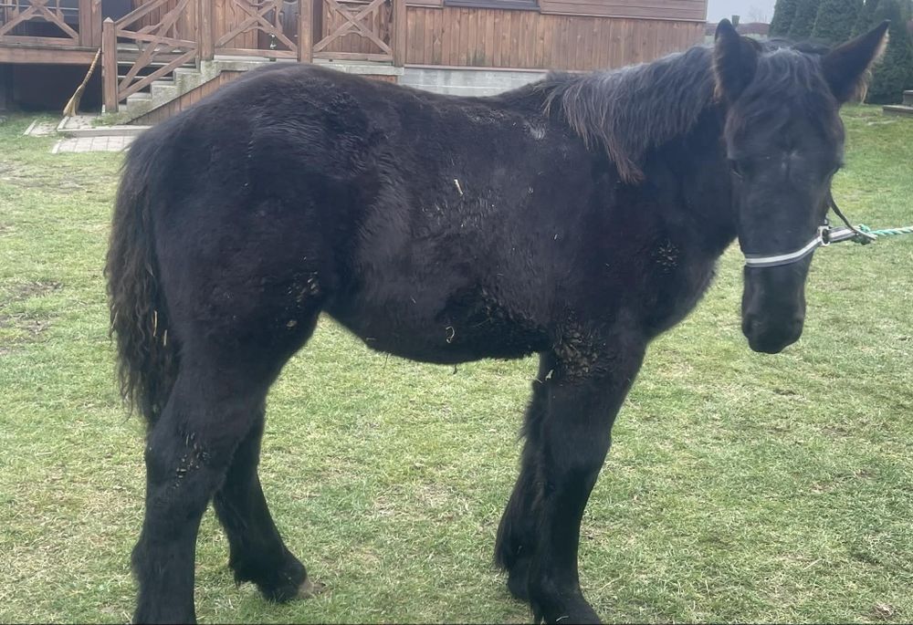 Klaczki zimnokrwiste