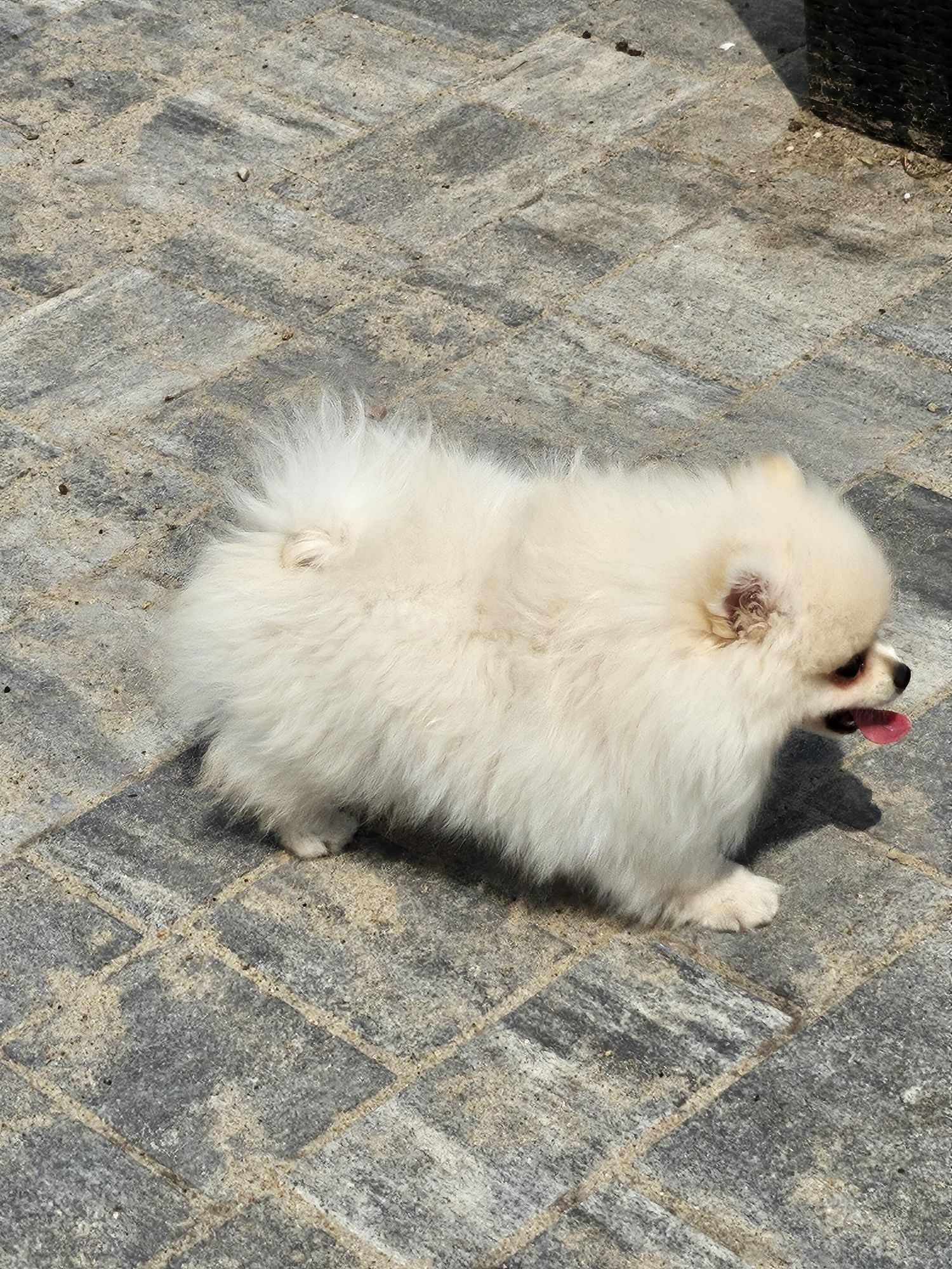 Szpic miniaturowy pomeranian FCI
