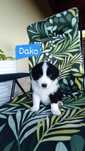 Rasowy piesek Border Collie z pełną dokumentacja