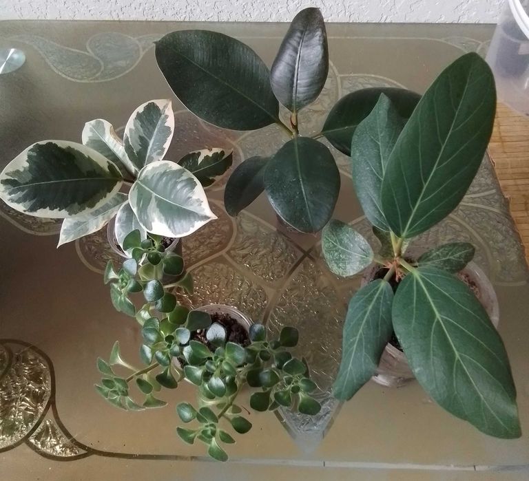 Набір фікусів. Ціна 200грн