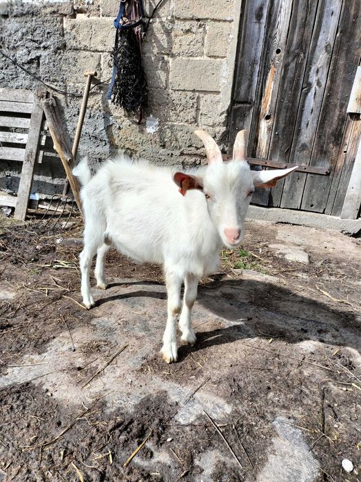 Koziołek szuka nowego domu