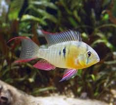 GB Pielęgniczka Boliwijska (łac. Mikrogeophagus Altispinosus)