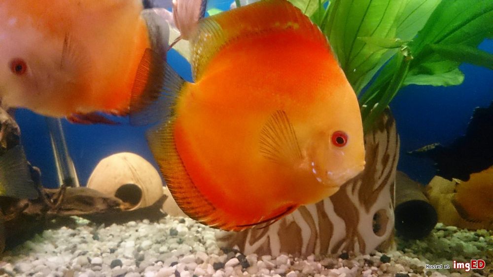 MISIEKZOO Dyskowce - Paletka Melon / Rozmiar 5 cm tylko 30 zł