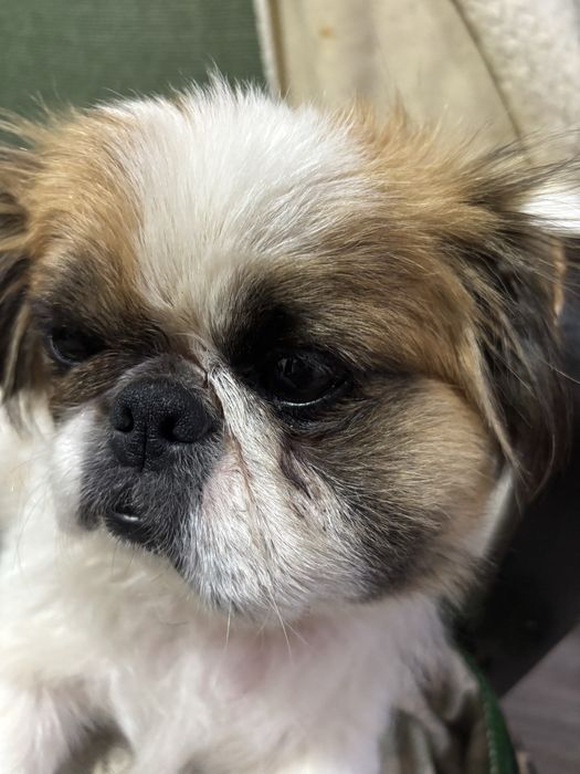 Продам пекінеса дівчинка