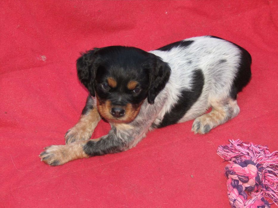 Epagneul Breton Variedade Tricolor LOP/Pedigree/Afixo.